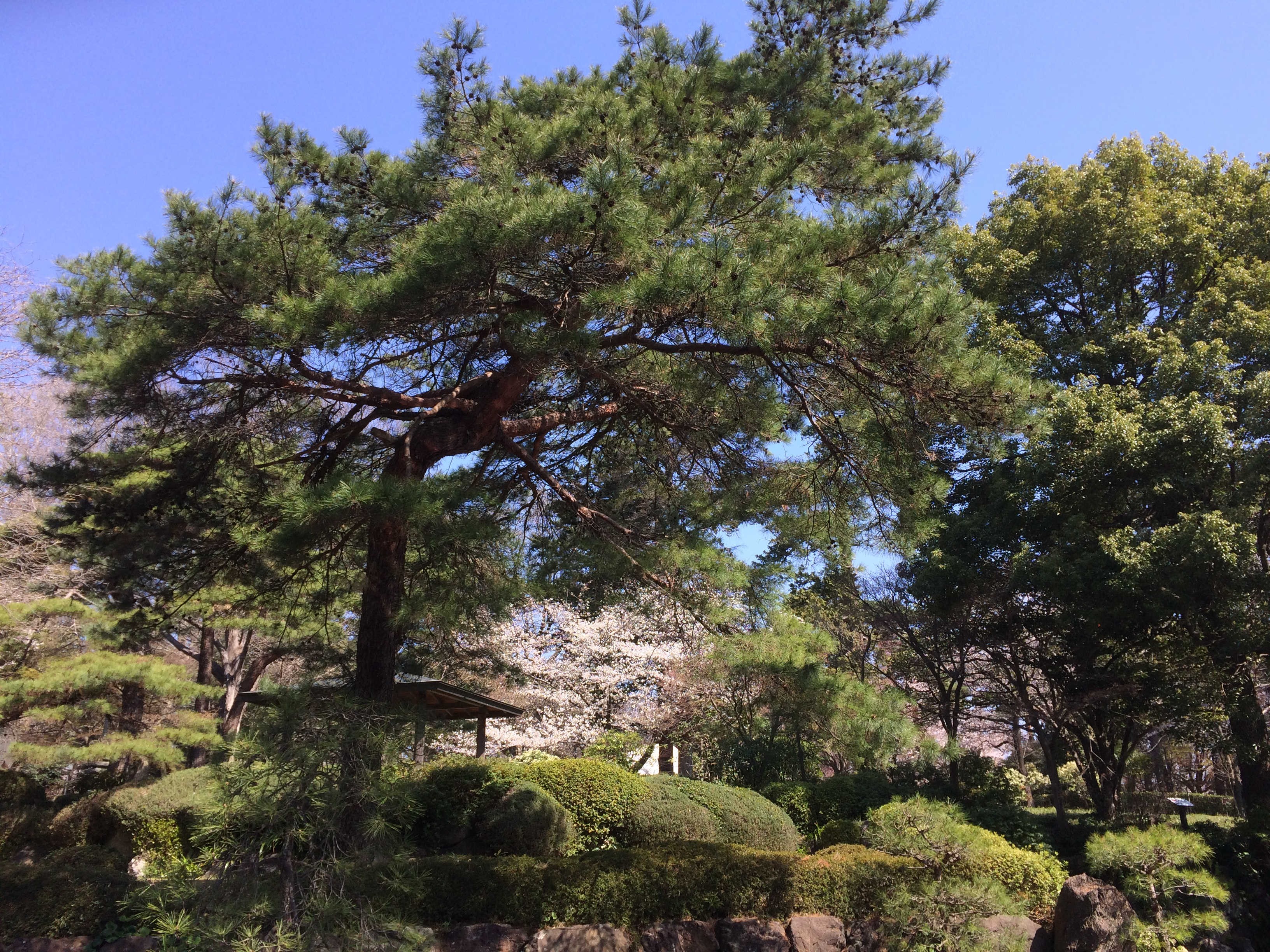 氷川神社　日本庭園